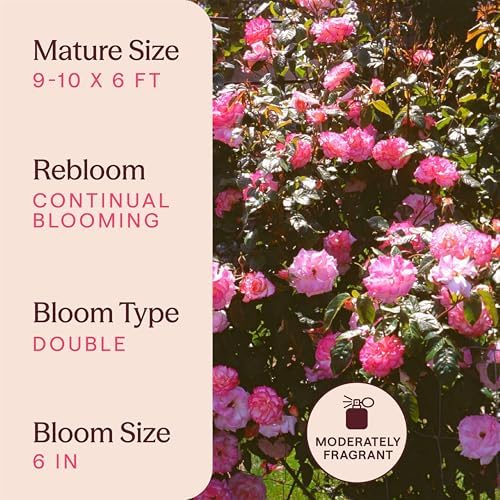 Heirloom Climbing Roses, Live Own Root Plant, Handel - Image 6