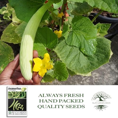 Armenian Pale Green Cucumber Seeds (Cucumis sativus) – 100+ Non-GMO & Heirloom Seeds for Planting, Long Crisp Light-Green Cucumbers for Fresh Eating & Salads, by Isla’s Garden Seeds, Gift Idea - Image 4