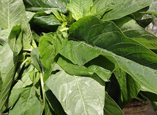 300 Jamaican CALLALOO SEEDS (Edible Amaranth) Real Jamaican Organic Heirloom by Unknown