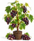 Purple Black Muscadine Grape Vine Plant, 8–12 Inch Live Plant, 2 Inch Plug by Unknown