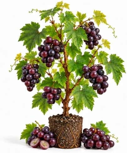 Purple Black Muscadine Grape Vine Plant, 8–12 Inch Live Plant, 2 Inch Plug by Unknown