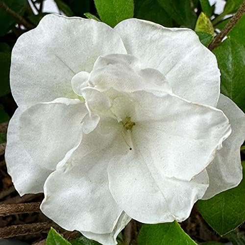 Hardy Gardenia Azalea, Live Evergreen Flowering Shrub, 3 Gallon - Image 4