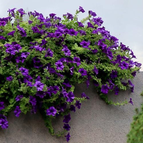 Eden Brothers Petunia Seeds - Alderman Blue by EdenBrothers