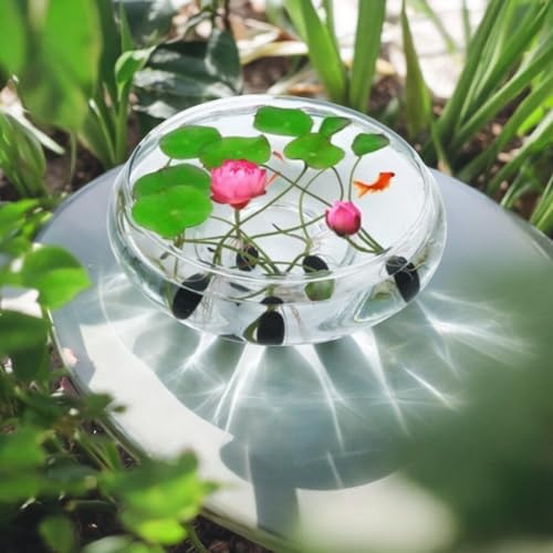10pcs Bowl Lotus Seeds for Planting - Bonsai Lotus Seeds, Water Lily Flower, Aquatic Plants, Ideal for Ponds, Non-GMO Home Garden Plant Seeds, Flowering Aquatic Bonsai - Image 4