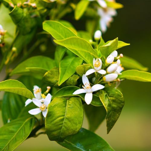 Brighter Blooms - Owari Satsuma Mandarin Tree, 1-2 ft. - Image 3