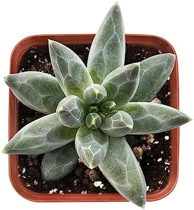 2-in Live Succulent Pachyphytum compactum, Easy Care & Drought Tolerant - Image 2