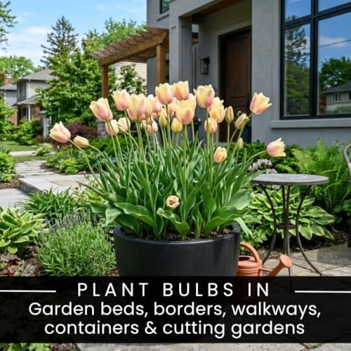 25 Blushing Lady Tulip Bulbs for Fall Planting | Pink Yellow Spring Flowers - Image 5