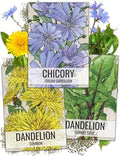 Seed Needs Herb Seeds Variety Pack of 3 - Dandelion Set Non-GMO & Heirloom by SeedNeeds