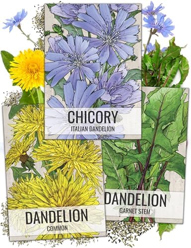 Seed Needs Herb Seeds Variety Pack of 3 - Dandelion Set Non-GMO & Heirloom by SeedNeeds