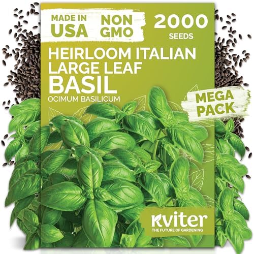 2,000 Italian Basil Heirloom Herb Seeds for Planting, Ocimum Basilicum by KVITER