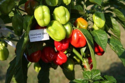 Clovers Garden Red Caribbean Habanero Pepper Plants- Two (2) Live Plants – Non-GMO - Not Seeds – Each 4"-8" Tall in 4 Inch Pots - 2X Hotter Than Ordinary Habaneros 300K SHU - Image 4