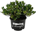 Eleanor Taber Indian Hawthorn, Live Evergreen Flowering Shrub, 3 Gallon by BloomingBeautiful