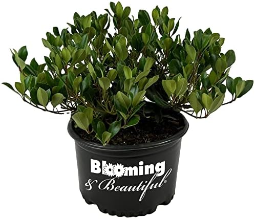 Eleanor Taber Indian Hawthorn, Live Evergreen Flowering Shrub, 3 Gallon by BloomingBeautiful