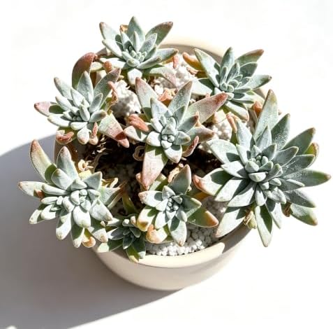 Dudleya gnoma S.W. McCabe Live Succulent Plant 3-3.5 Inch Cluster, Rare Dudleya Bare Root No Pot, Easy Care Indoor Outdoor Houseplant for Home Garden Decor - Image 4