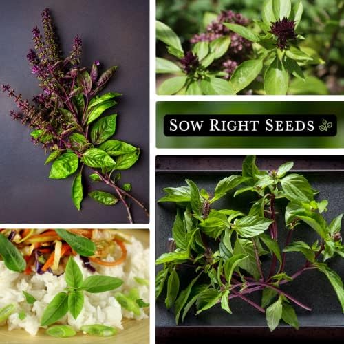 Sow Right Seeds - Siam Queen Thai Basil Seeds for Planting Your Herb Garden - Image 4