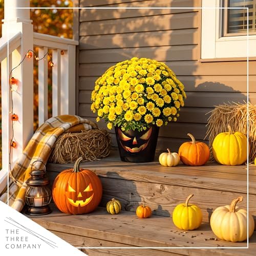 Chrysanthemum (Jack O' Lantern Deco Pot), Yellow Blooms, Live Fall Flowering Perennial, 15" Tall by 12" Wide in 3 Qt Pot - Image 7