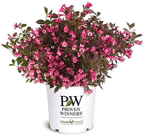 Proven Winners - Weigela Florida Wine & Roses (Weigela) Shrub, Pink Flowers, #2 - Size Container - Image 2