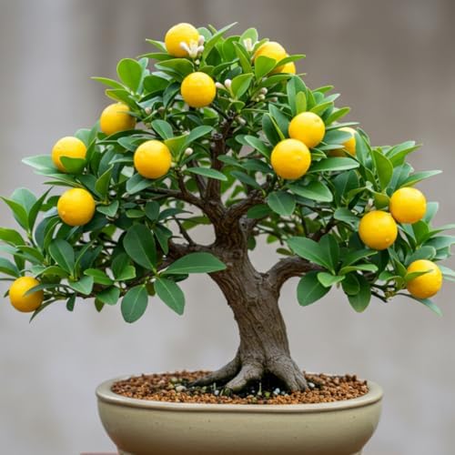 Dwarf Lemon Bonsai Tree Seeds, 20 Seeds, Grow a Delicious Fruit Bearing Bonsai Tree, Great for Home Gardening by CZGrain