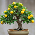 Dwarf Lemon Bonsai Tree Seeds, 20 Seeds, Grow a Delicious Fruit Bearing Bonsai Tree, Great for Home Gardening by CZGrain