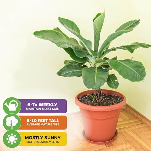 Dwarf Cavendish Banana Tree (2-Pack) Live Plant by Wellspring Gardens - Image 4