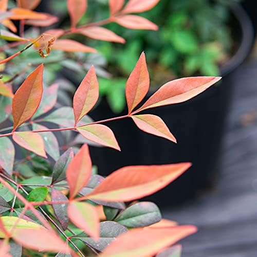 Perfect Plants Gulfstream Nandina Shrub, 1 Gallon, Live Plant - Image 4