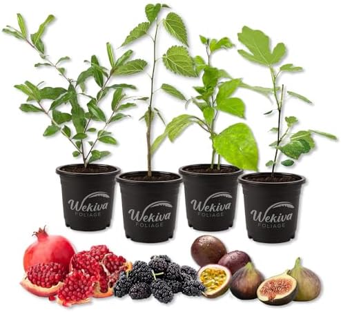 Fruit Medley Variety Pack - 4 Live Plants in 4 Inch Pots - Pomegranate Tree, Passion Fruit Vine, Fig Tree, and Mulberry Tree for Your Edible Garden by WekivaFoliage