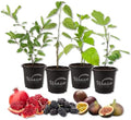 Fruit Medley Variety Pack - 4 Live Plants in 4 Inch Pots - Pomegranate Tree, Passion Fruit Vine, Fig Tree, and Mulberry Tree for Your Edible Garden by WekivaFoliage