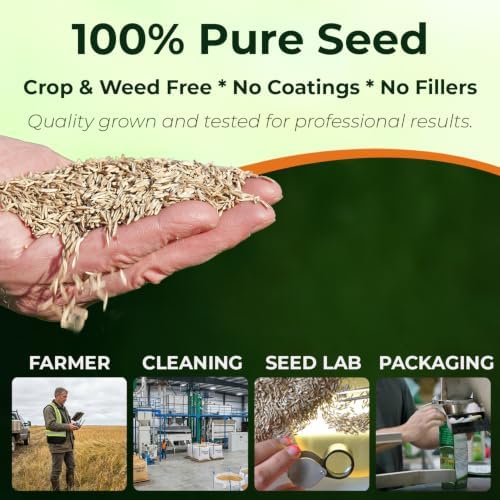 Outsidepride Creeping Red Fescue Grass Seed - 50 Lbs. Perennial, Pure Raw Seed w/ 0.00% Other Crop & Weed Seed - Image 2