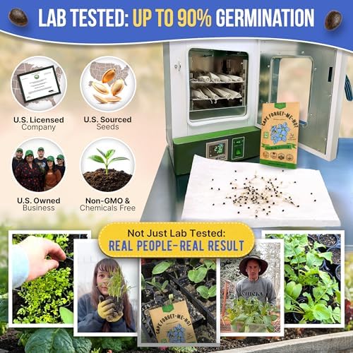 Cape Forget-Me-Not Seeds Pack 3G - Over 1,400 Non-GMO Heirloom Cape Forget-Me-Not Seeds for Planting Flowers in Individual Seed Packet, Flower Seeds for Planting Home Garden Indoor & Outdoor Gardening - Image 2