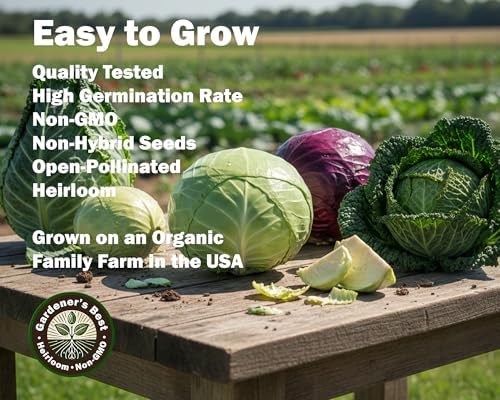 Cabbage Seeds for Planting - Combo Pack – 5 Heirloom Varieties Individually Packaged – Organic, High Germination, Non-GMO Grown in the USA - Image 4