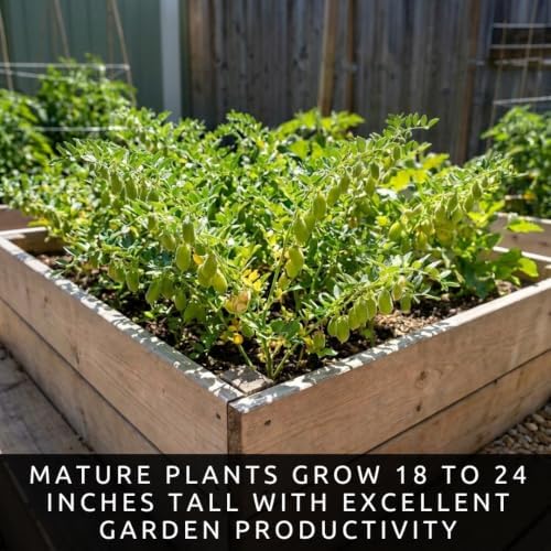 Garbanzo Bean Seeds for Planting | Chickpeas for Gardens | 100 Seeds - Image 5