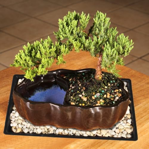 Brussel's Bonsai - Small Juniper Live Bonsai Tree with Tray, Indoor Plant - Image 2