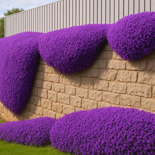 30000+ Purple Creeping Thyme Seeds, Thymus praecox Cover for Lawns & Garden - Image 3