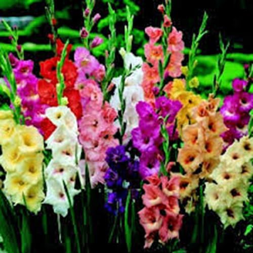 GLADIOLUS, BULB (10 PACK) PASTEL MIXED , MIXED PERENNIAL GLADIOLUS BULBS, FLOWERS by WillardMay