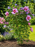3 Pink Rose of Sharon Shrubs 6-12" Tall Live Plants, 3.5in Pot (3 Pack) by Unknown