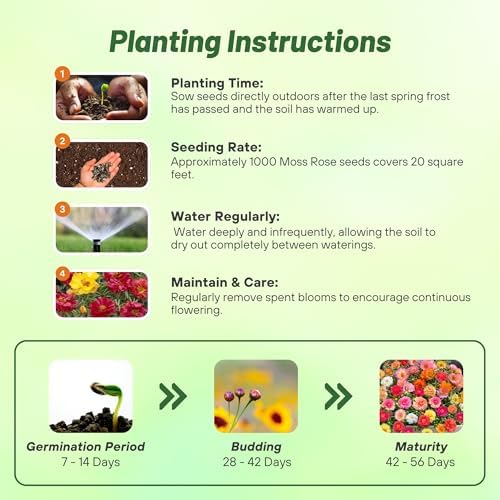 Outsidepride Happy Hour Mixed Moss Rose Seeds - 250 Pcs Annual, Drought & Heat Tolerant, Pollinator Friendly Ground Cover Seeds for Planting w/Vibrant Blooms & Succulent Foliage, for Xeriscaping - Image 4
