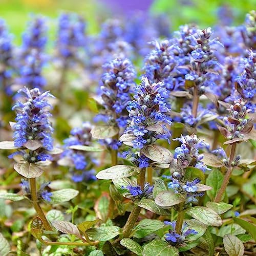 Clovers Garden Ajuga Burgundy Glow (Bugleweed) Plants – Two (2) Live Plants – Non-GMO - Not Seeds - Each 4" to 8" Tall – in 4" Inch Pots – Shade Tolerant, Pollinator Favorite by CloversGarden