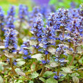 Clovers Garden Ajuga Burgundy Glow (Bugleweed) Plants – Two (2) Live Plants – Non-GMO - Not Seeds - Each 4" to 8" Tall – in 4" Inch Pots – Shade Tolerant, Pollinator Favorite by CloversGarden
