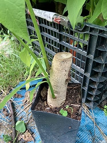 Catalpa speciosa, 2-3 Year Old Stubby Bonsai,Northern Catalpa, Cigar Tree - Image 2