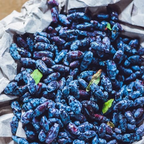 Live Honeyberry Plant, 4 to 6 Inch Tall Blue Honeyberry Starter Plants - Image 3