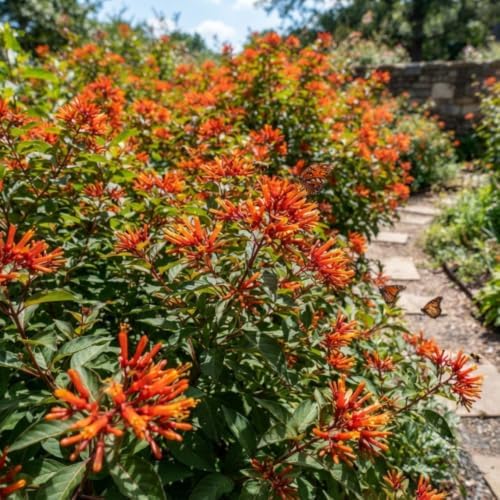 Set 2 Hamelia Firebush Live Plants, Red Orange Flowering Shrubs, 4-6" Tall - Image 4