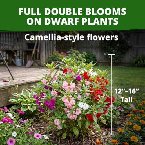 HOME GROWN Impatiens Seeds, Tom Thumb Mix, 300 Seeds, Impatiens balsamina - Image 2