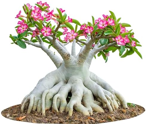 Desert Rose Seeds 100 Count, Mixed Colors, Adenium Obesum, Bonsai - Image 4