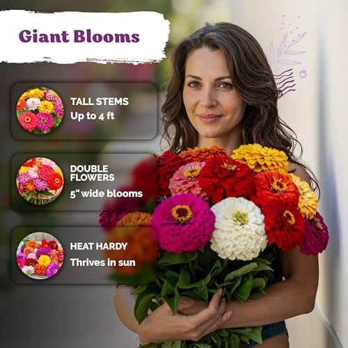 550 California Giant Zinnia Heirloom Flower Seeds, Zinnia Elegans - Image 4