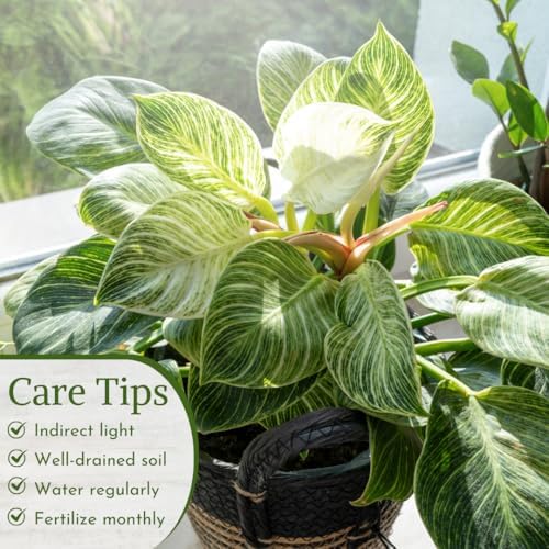Philodendron Plant Live Exclusive Collection (4-Pack) – Rare Birkin, Gloriosum, Pink Princess & White Wizard in 2" Pot; Easy Care Indoor Plants Live Houseplants Decor for Home/Office/Garden - Image 5