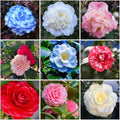 20+ Mixed Camellia Seeds for Planting,Cold Hardy Ornamental Camellias Seeds Non-GMO Heirloom,Evergreen Flowering Shrub Seed for Garden Home Outdoor by MIXRUGBACWATER