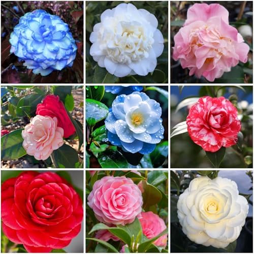 20+ Mixed Camellia Seeds for Planting,Cold Hardy Ornamental Camellias Seeds Non-GMO Heirloom,Evergreen Flowering Shrub Seed for Garden Home Outdoor by MIXRUGBACWATER