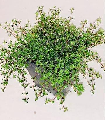 Live Ground-Cover Plants - Red Creeping Thyme + Thymus Praecox 'Coccineus' - [Qty: 2X Pint Pots] - (Click for Other Available Plants/Quantities) - Image 2