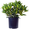 Green Promise Farms Rhododendron CAT. `ROSEUM ELEGANS` Evergreen, 3 Size Container, Lavender Pink Flowers by GreenPromiseFarms