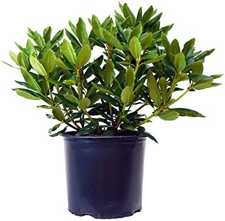 Green Promise Farms Rhododendron CAT. `ROSEUM ELEGANS` Evergreen, 3 Size Container, Lavender Pink Flowers by GreenPromiseFarms